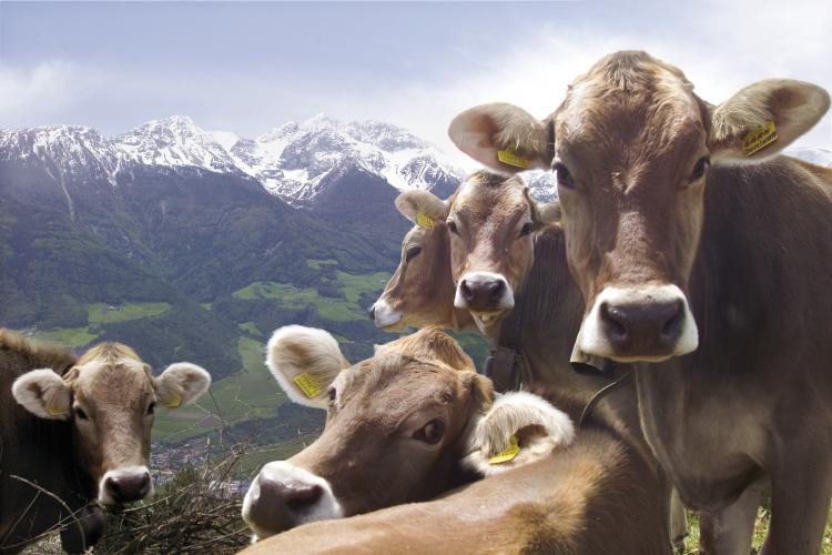 Cows on the Alpine pasture