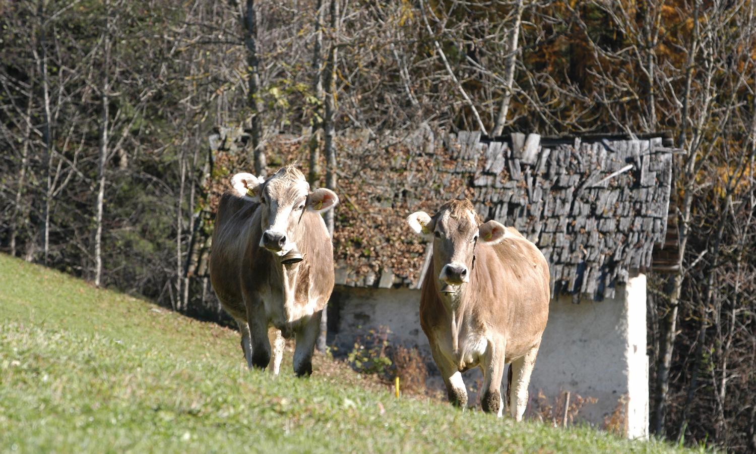 Mucche di razza grigio alpina al pascolo